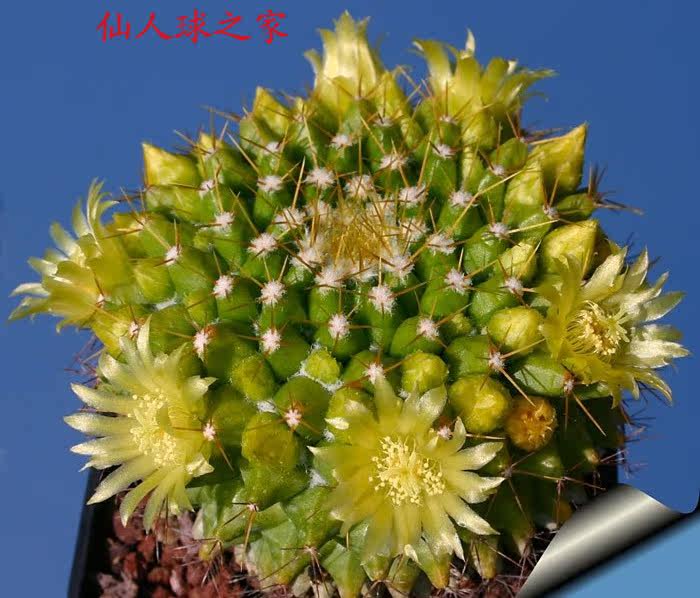 特价金洋实生仙人多肉植物容易开花品种3cm多肉植物
