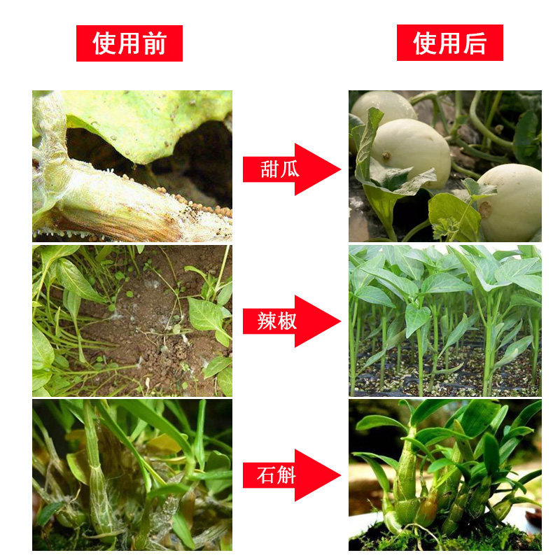 白绢病特效杀菌剂柑橘白术花生专用用药根腐北美叶面肥