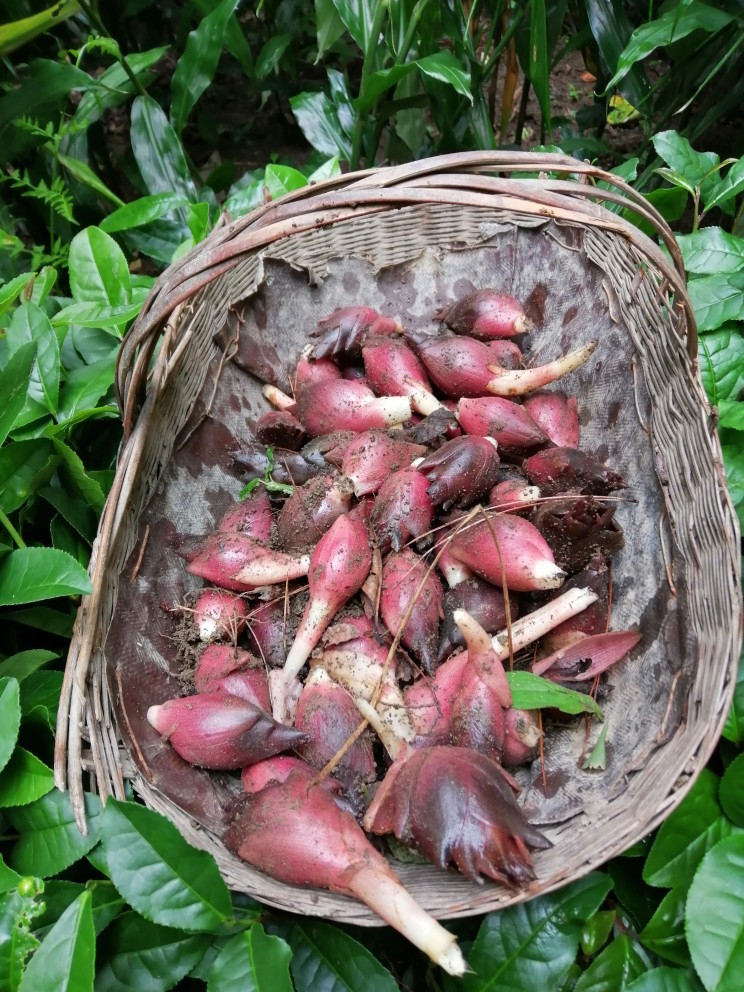 荷洋湖北宜昌三峡农家野生新鲜荷阳洋姜野姜其它