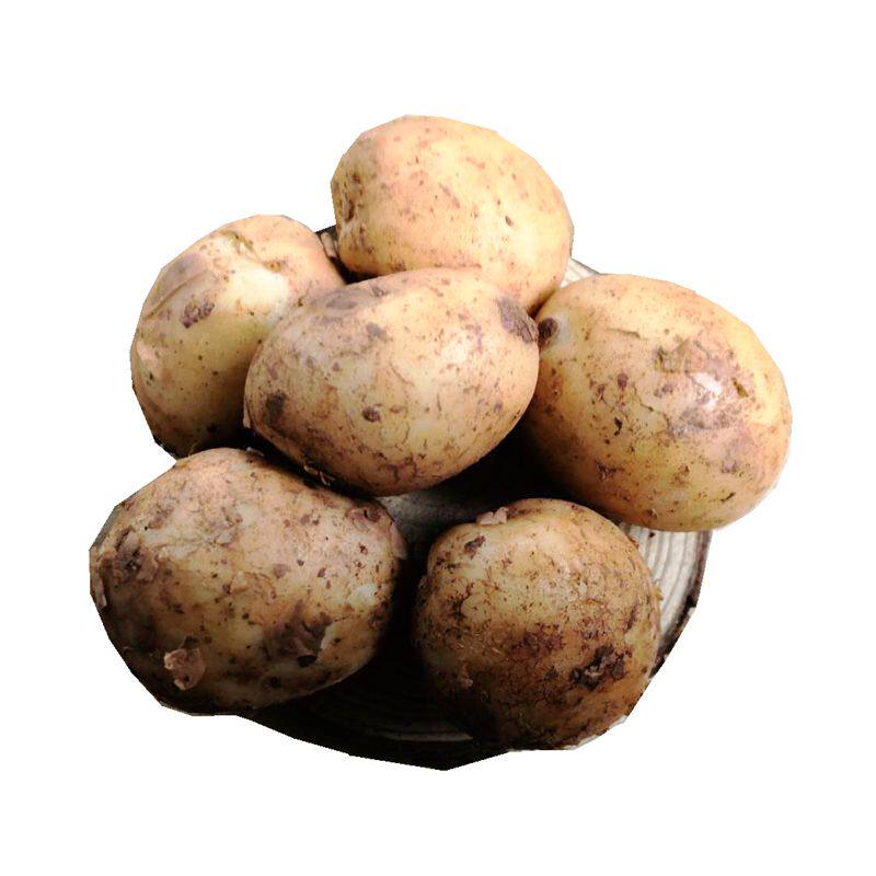 2020年迷你小土豆新鲜10斤贵州现挖新土豆马铃薯农家黄心洋芋蔬菜