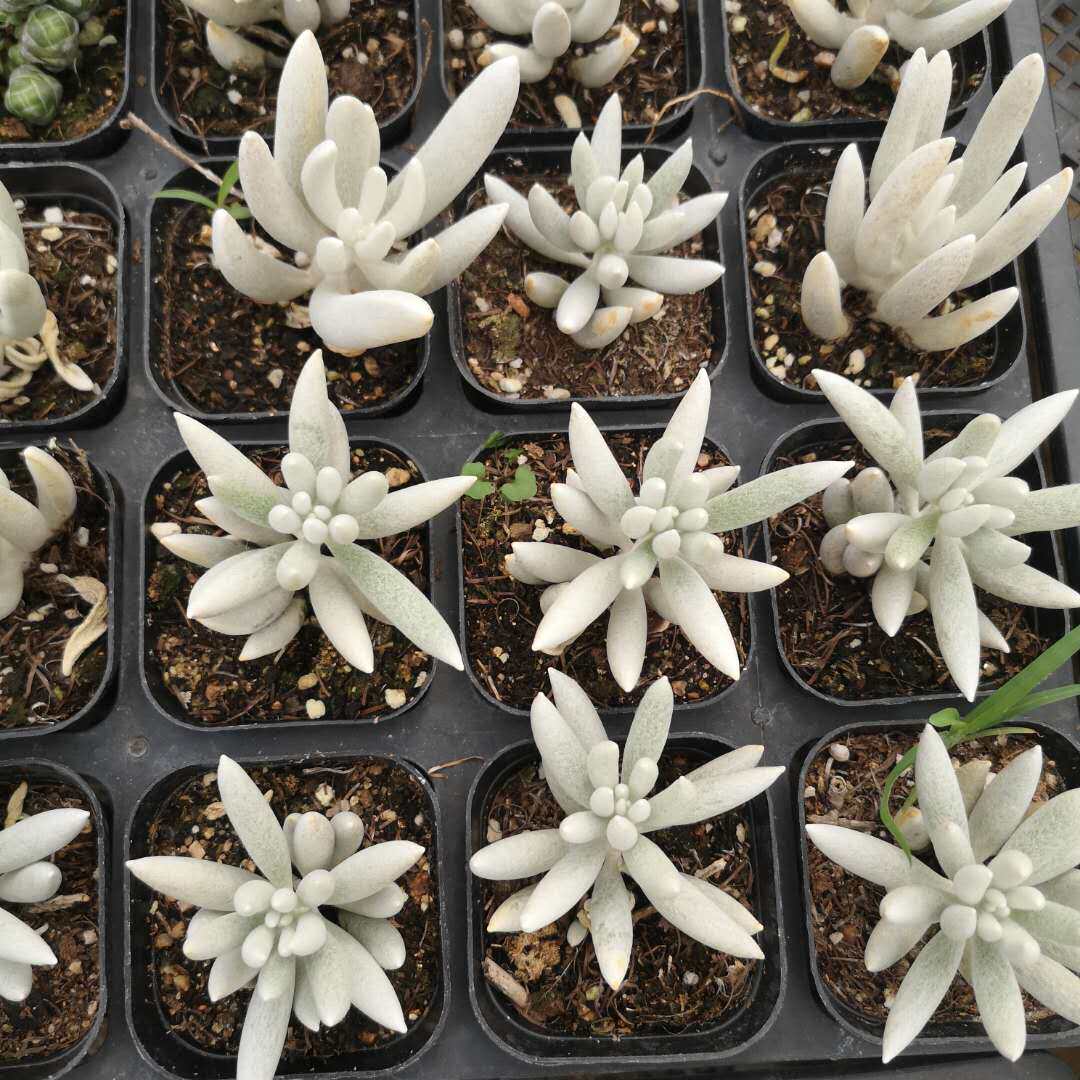 植物银月多肉菊科千里光属蚕丝丝状白毛稀有多肉植物
