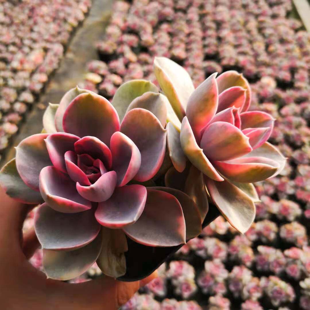 植物彩虹多肉珍珠花卉萌肉办公室桌面阳台带锦多肉植物