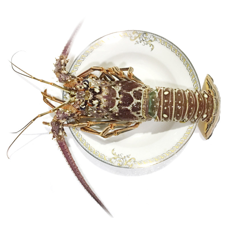 古巴龙虾生冻小蜜蜂鲜活花龙美国国大2只起卖冻虾