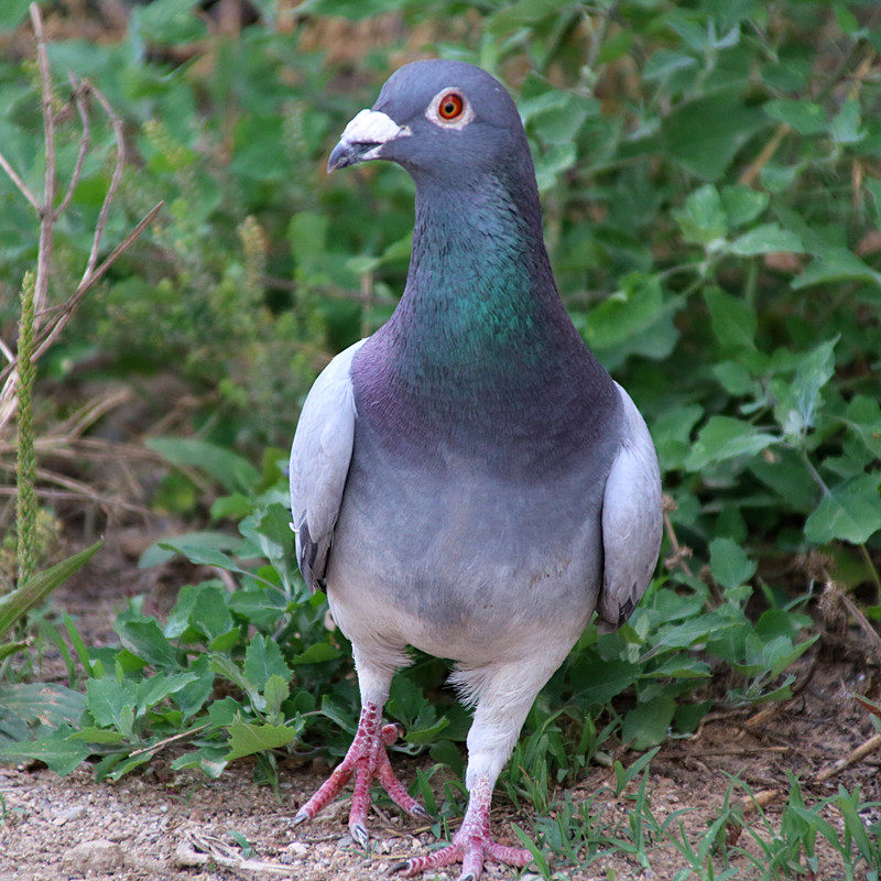 农村散养土鸽正宗河北炖汤老鸽子活鸽现杀新鲜鸽子肉
