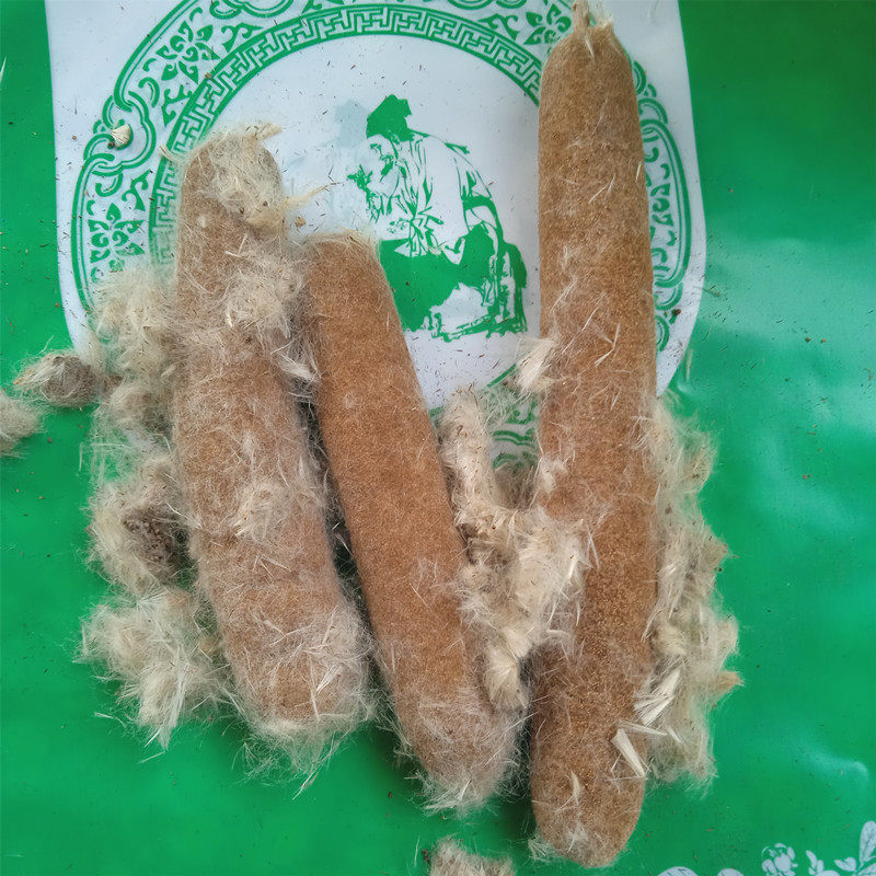 蒲棒香蒲中药材天然枕心枕芯蒲黄根其他药食同源食品