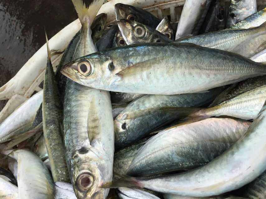 菜菜海灯捕竹荚鱼刺经济实惠500克3-6条煎炸红烧其它