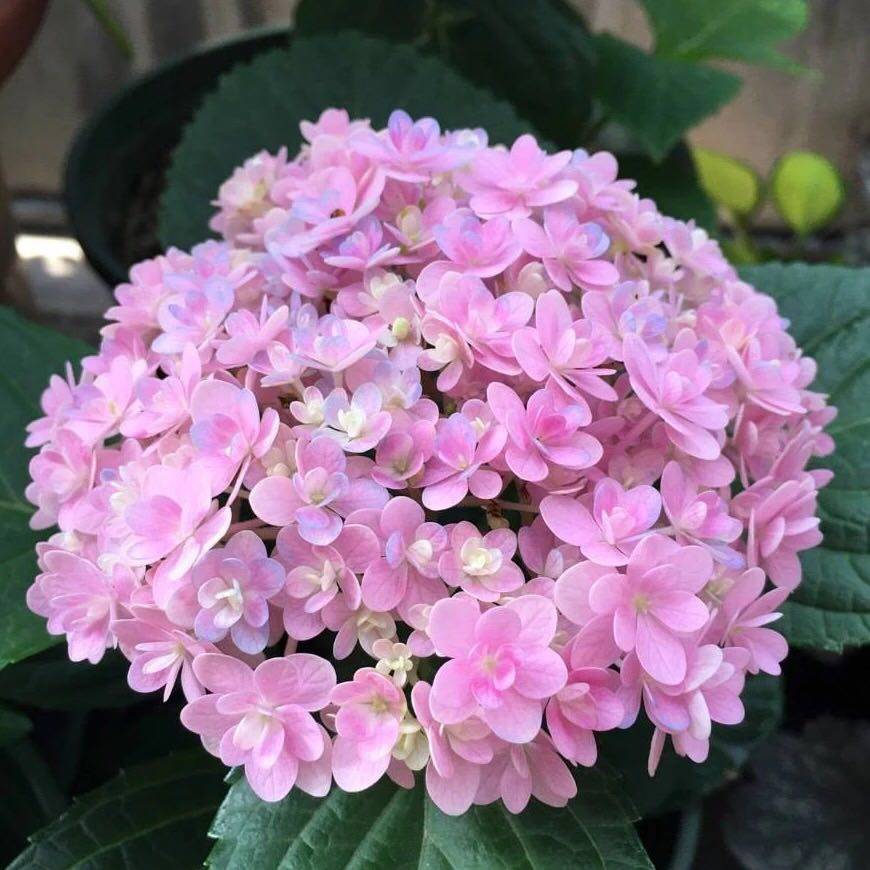 更美花园 花手鞠大花绣球花园阳台大花球花卉盆栽植物壮苗