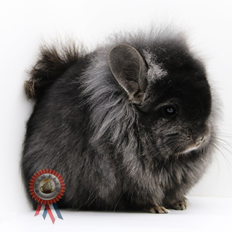 赛级龙猫长毛活体活物宠物幼崽视频挑选自家龙猫