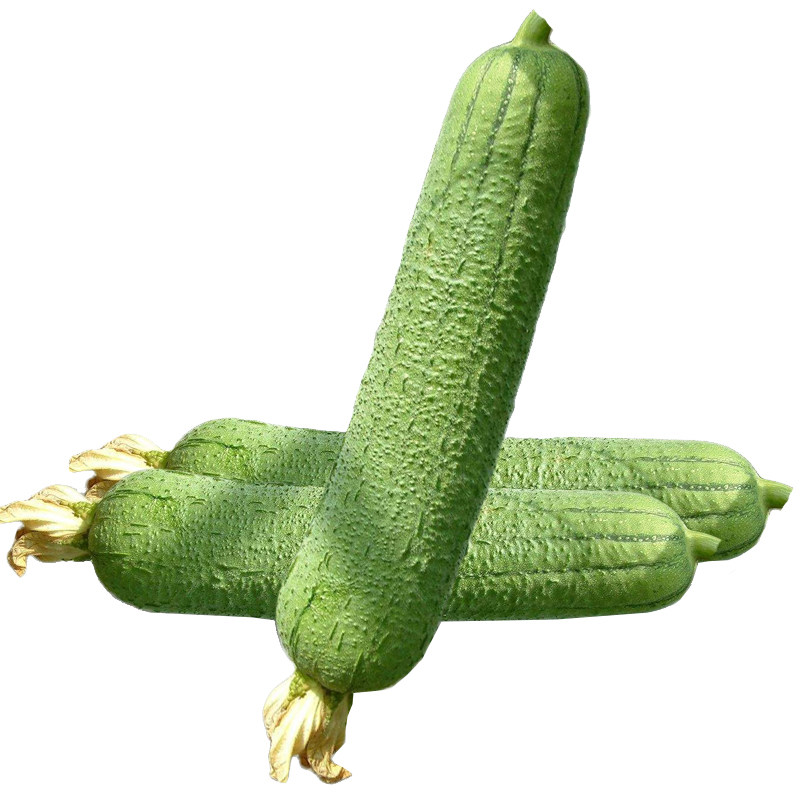 特色肉丝瓜种子 高产丝瓜种短棒型肉厚肥嫩 农家庭院春季种植蔬菜