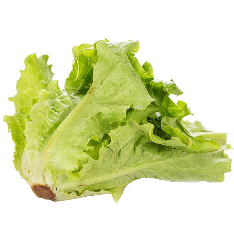 进口大速生生菜种子 抗病 高端散叶品种 种植美国进口种源 四季 - 爱