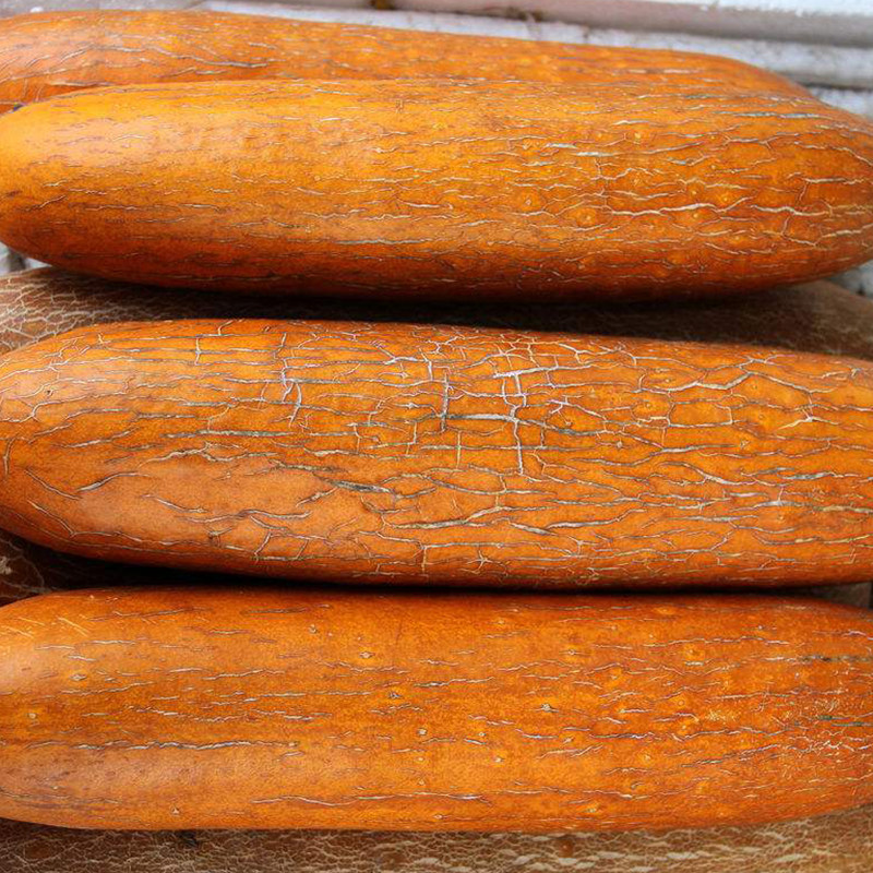 东北麻皮黄瓜种子 特大网纹老黄瓜农家春季四季田园种植蔬菜籽