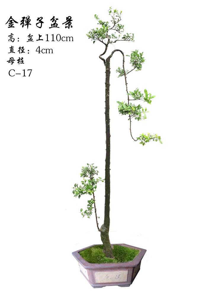 单杆金弹子造型图图片