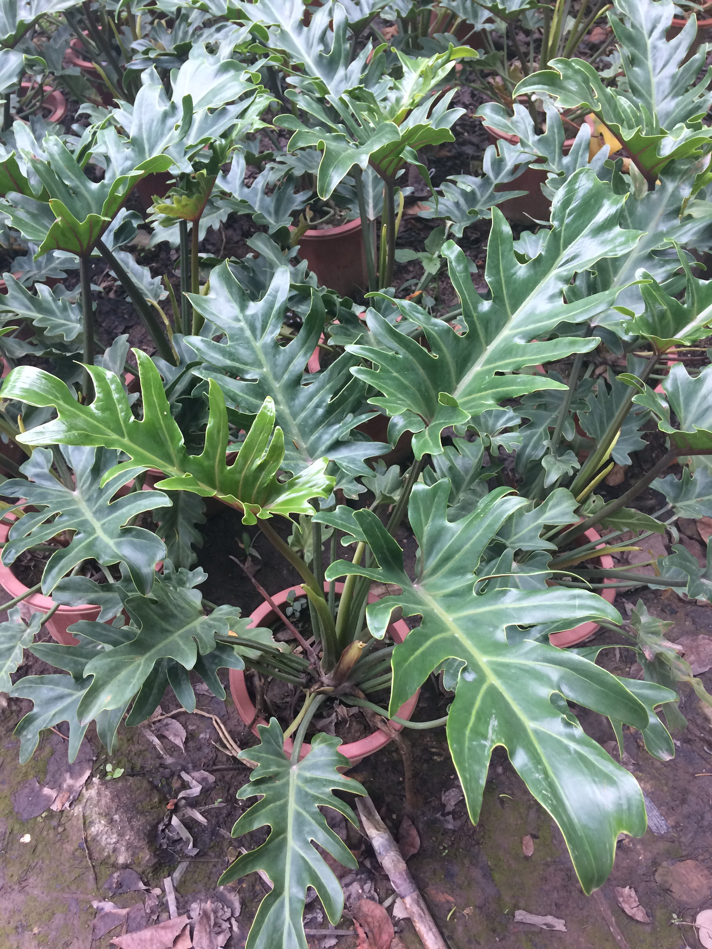 小天使 常绿植物盆栽花卉水培盆景好养观叶室内外阳台桌面除甲醛