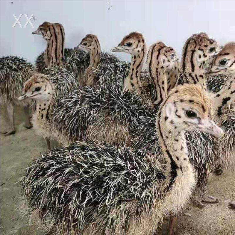 鸵鸟幼苗出售非洲苗体一对一提供养殖技术脱活温苗鸟