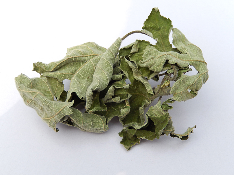 树叶中药材野生楮桃叶2斤18元包邮褚桃叶构叶褚桃叶其他药食同源食品