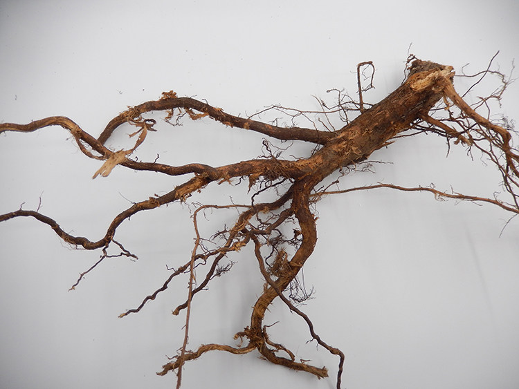 中药材柳树树根杨柳水柳红龙青龙正品红柳柳须包其他药食同源食品