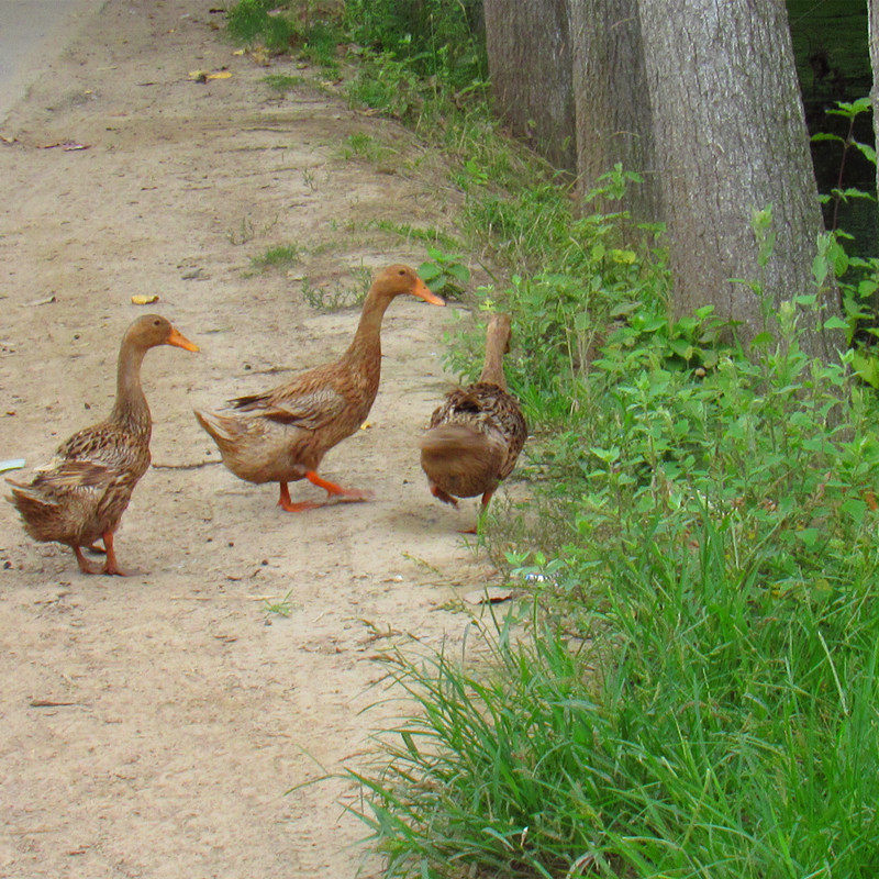 鸭子老鸭正宗2年农家养鸭土鸭麻鸭水鸭现杀鸭肉