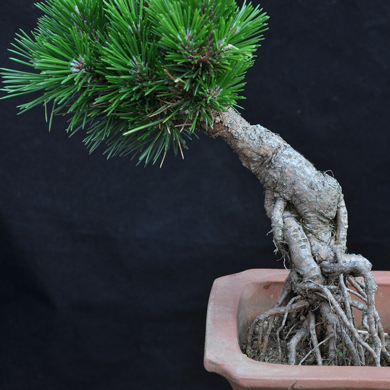 盆景千木千寿精品日本黑松短针嫁接办公办公室绿植