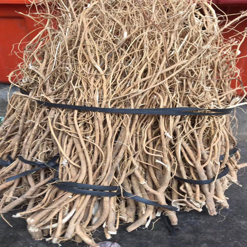 野生特产包食材材料鸡汤干货石参根客家石生根大埔其它