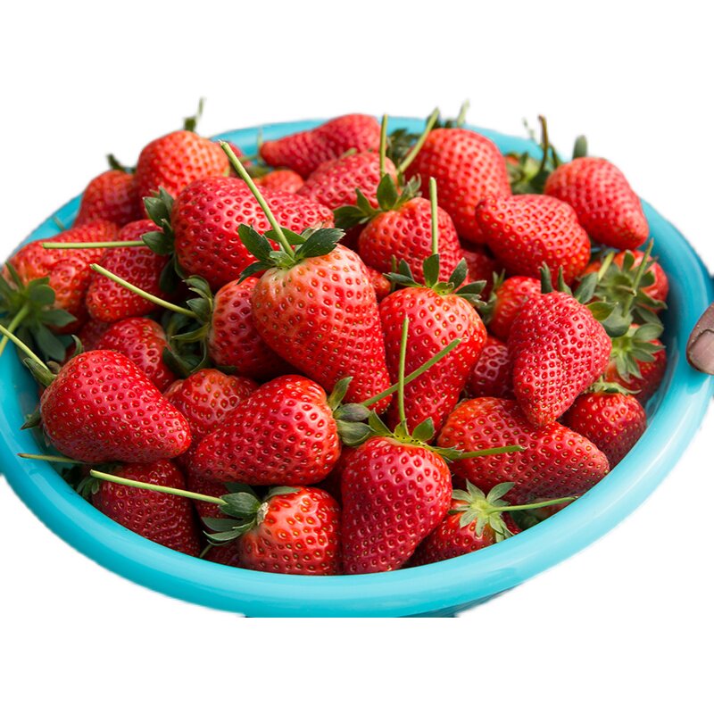支持团购定制量大从优新鲜现摘长丰草莓红颜草莓