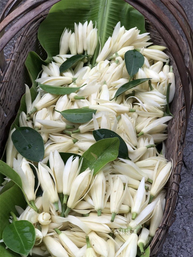 白兰花泡酒桂花葛兰黄葛兰30朵黄果兰花卉香型浓香时令草本花卉