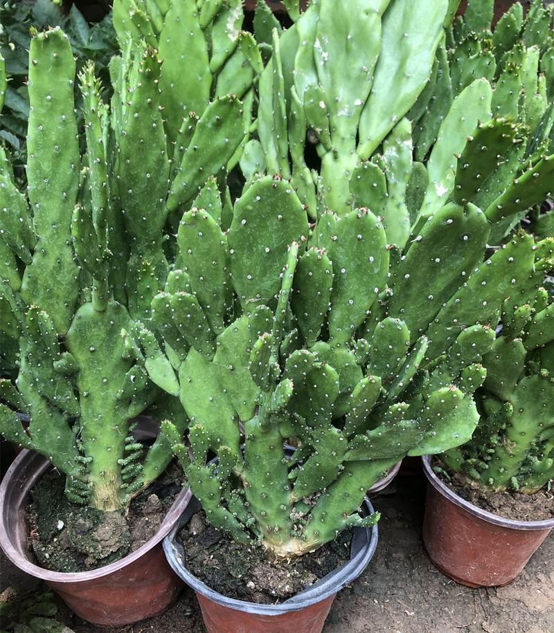 千手观音盆栽植物室内阳台绿植花卉防辐射仙人掌类千佛手多肉植物
