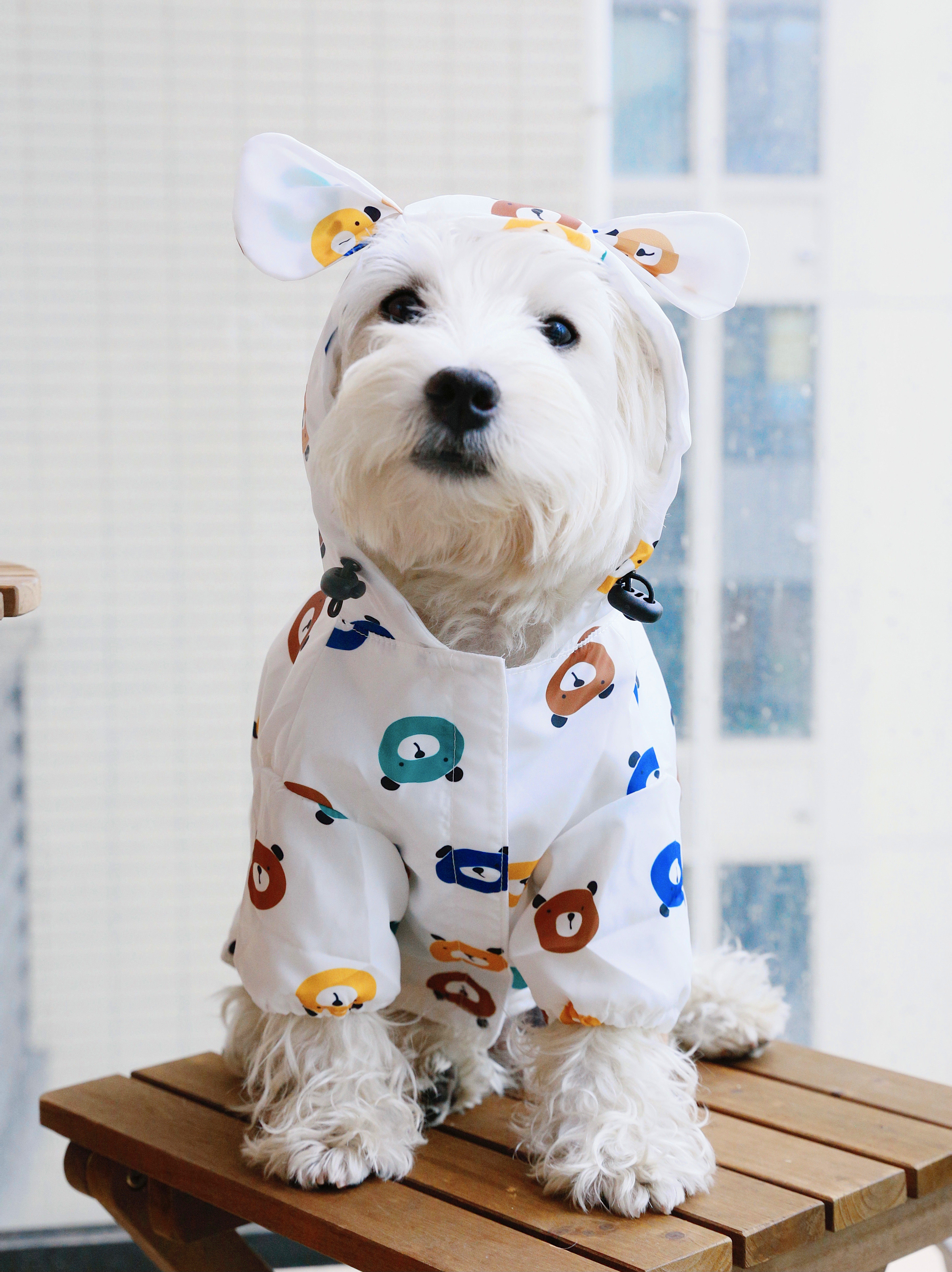 西高高地小熊两脚连帽雨衣雨天防水防雨防风狗宠物服装