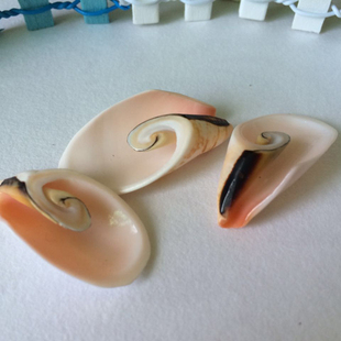 3cm左右 饰 孔雀螺 婚庆贴墙diy2 鱼缸水族装 红口螺 天然海螺贝壳