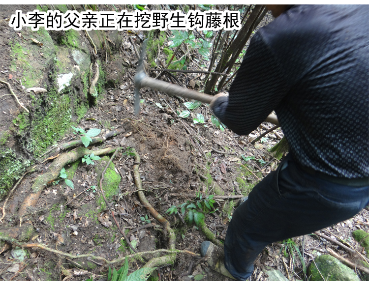 野生钩藤根 中药材钩藤树根 勾藤根 纯根 新鲜切片晒干 500g - 修水