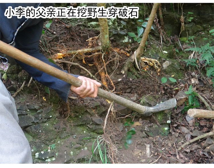 野生穿破石 新鲜晒干500克 山荔枝 九层皮 小柘树根 中药材构棘根