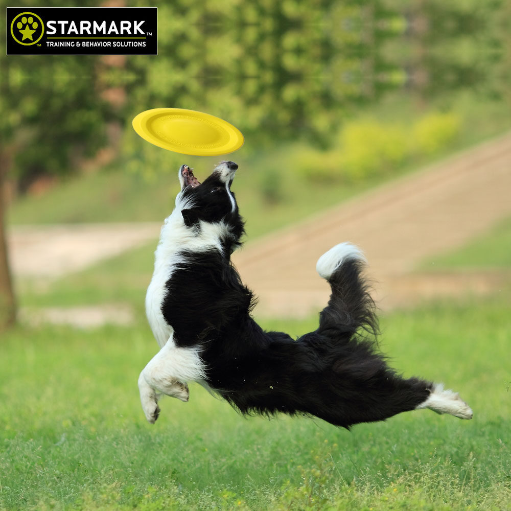 星记狗狗飞盘 金毛边牧飞盘狗飞盘耐咬狗狗玩具宠物训练飞碟