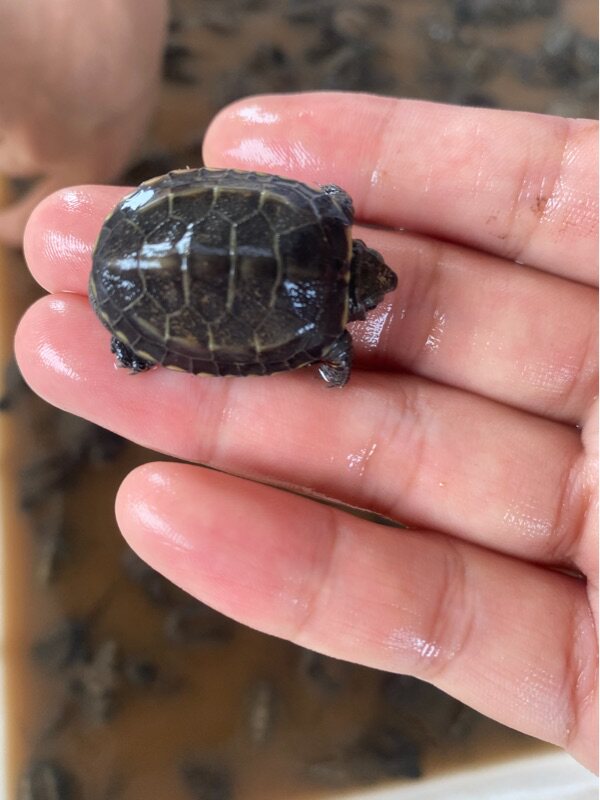 中华草龟小乌龟活体外塘长寿龟宠物水龟金线龟活物龟墨龟草龟苗