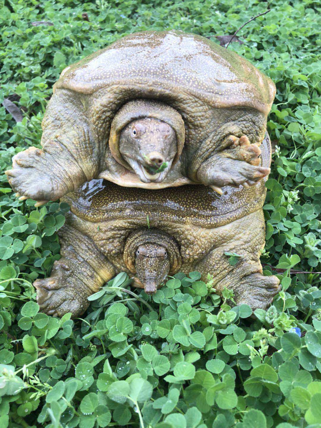 甲鱼鲜活外塘活体免邮中华老王王八小鳖活苗甲鱼