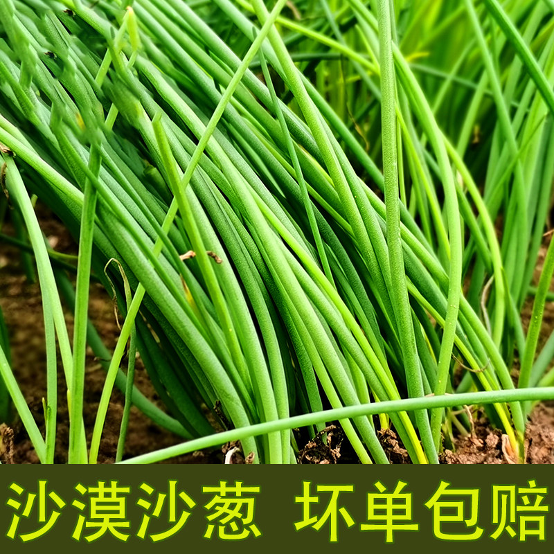 甘肃省特产民勤沙漠沙葱新鲜野菜香香香葱小葱葱类