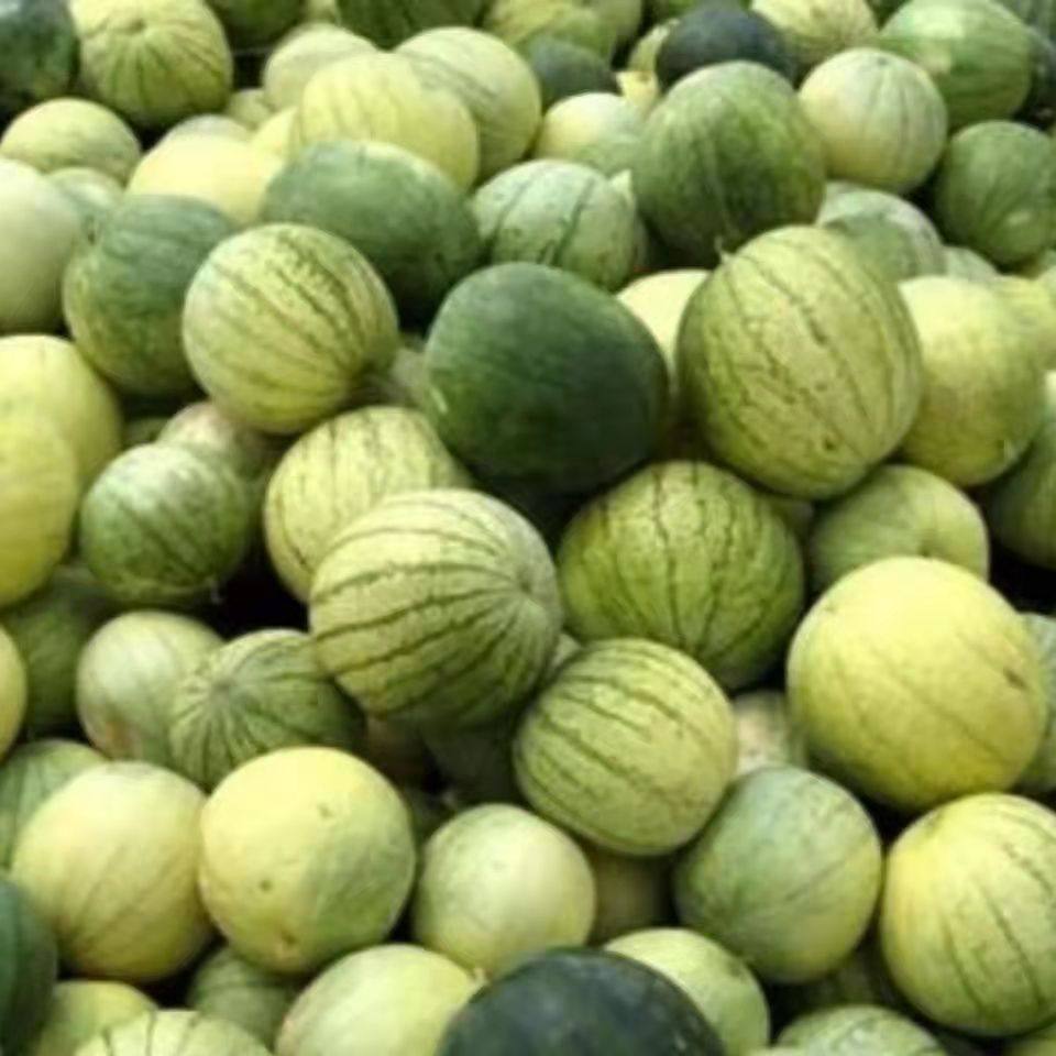 甘肃兰州靖远会宁景泰民勤勤大黄壤籽瓜打瓜西瓜