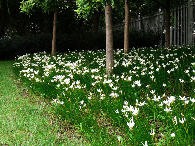 新品地被矮生植物葱兰花苗室外庭院常绿花卉绿植