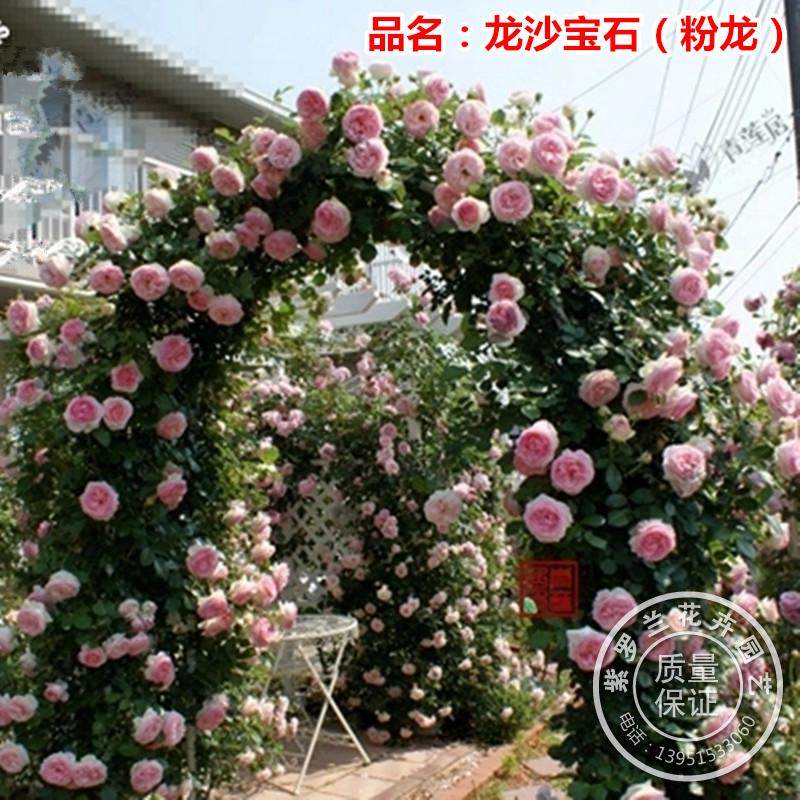 进口藤本月季花苗粉色红色龙沙宝石i蔷薇花苗别墅庭院拱门花卉