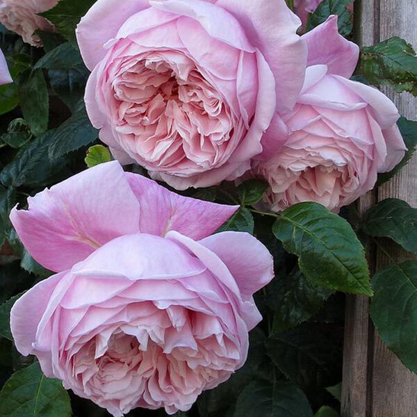 花苗进口奥斯丁欧月藤本月季自由精神月季月季花爬藤时令草本花卉