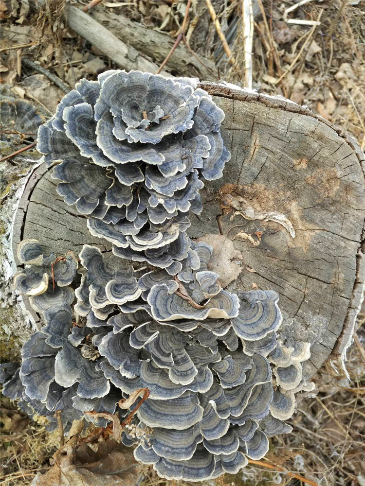 东北野生2件包邮云芝栓孔白底芝片彩纹杂色灵芝整枝灵芝