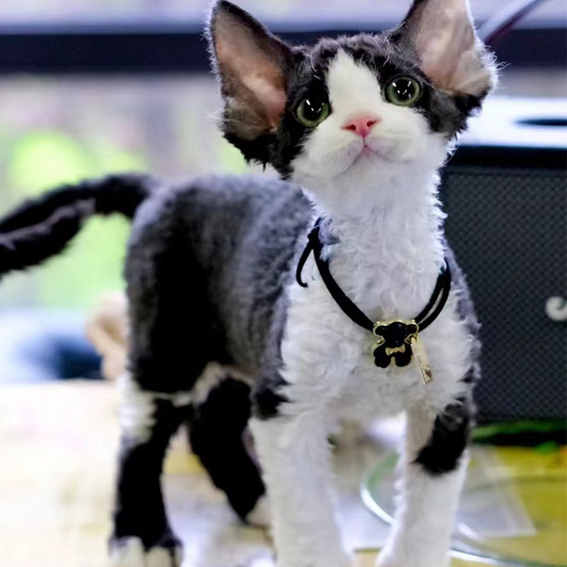 德文卷毛纯种幼猫黑白不掉毛棕虎帝王猫蓝眼赛级猫咪