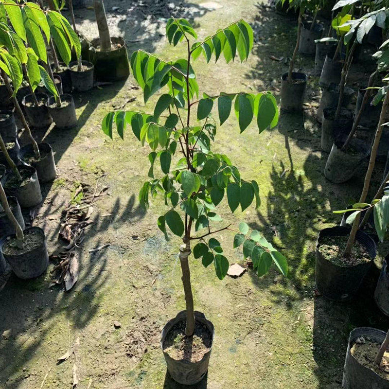 杨桃果树树苗台湾正宗四季甜脆无渣当年结果果树