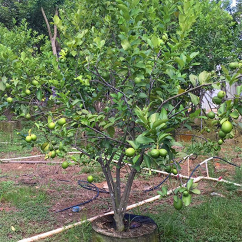 树苗柠檬盆栽柠檬树水果水果树香水青柠檬地栽果树果树