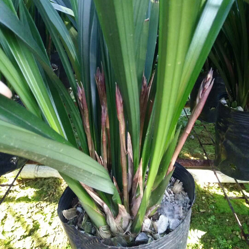 墨兰花苗花苞金边华山金华山企黑香兰浓香发货时令草本花卉