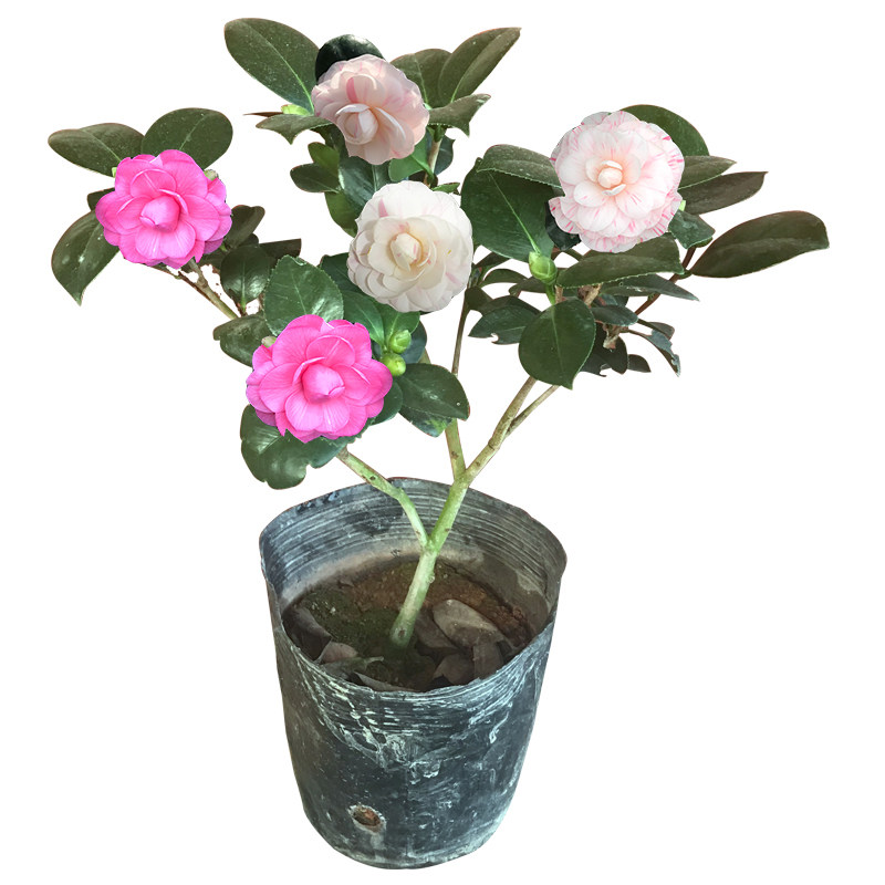 七仙女山茶观花养护易养护盆景精品茶花花苞色带绿植