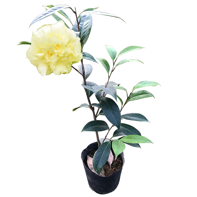 黄的旋律茶花福建龙岩稀有品种黄色茶花室内盆栽玫瑰型花耐寒植物