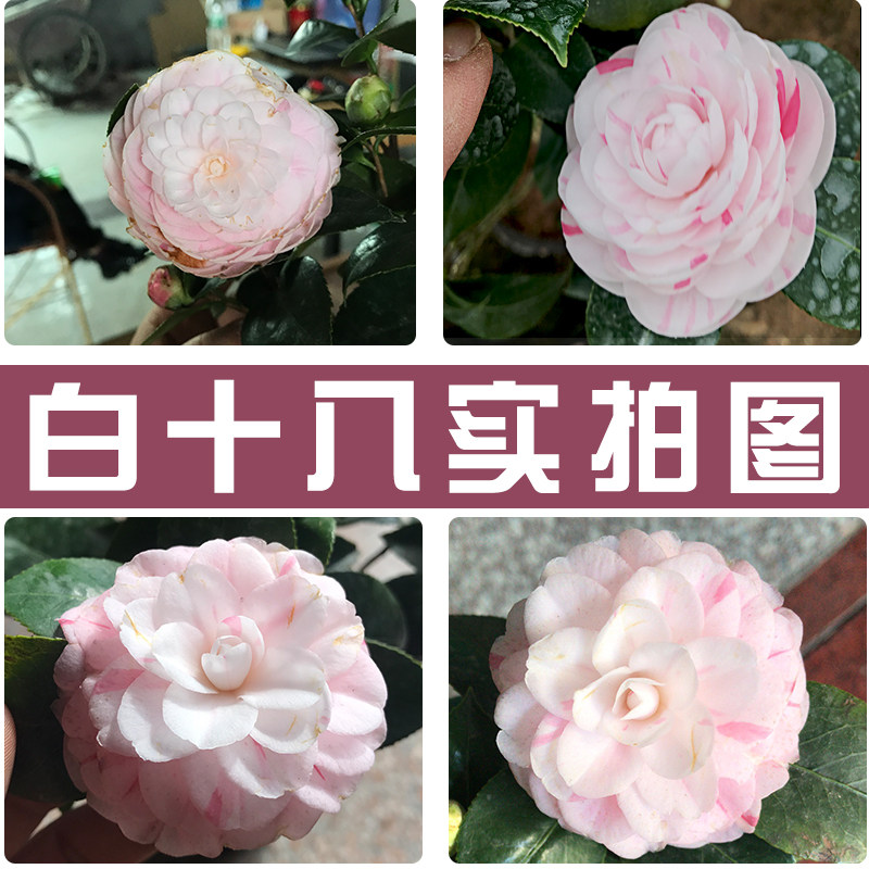 山茶花树苗白底十八学士盆栽花苞名贵一树多色绿植