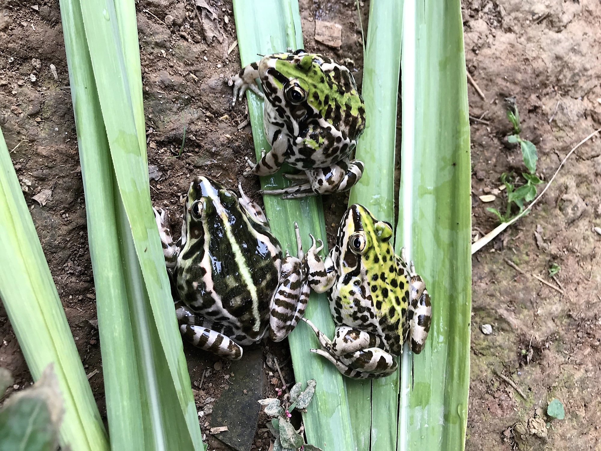 活体江西鲜活青蛙500克体现田鸡新鲜黑斑蛙非其它