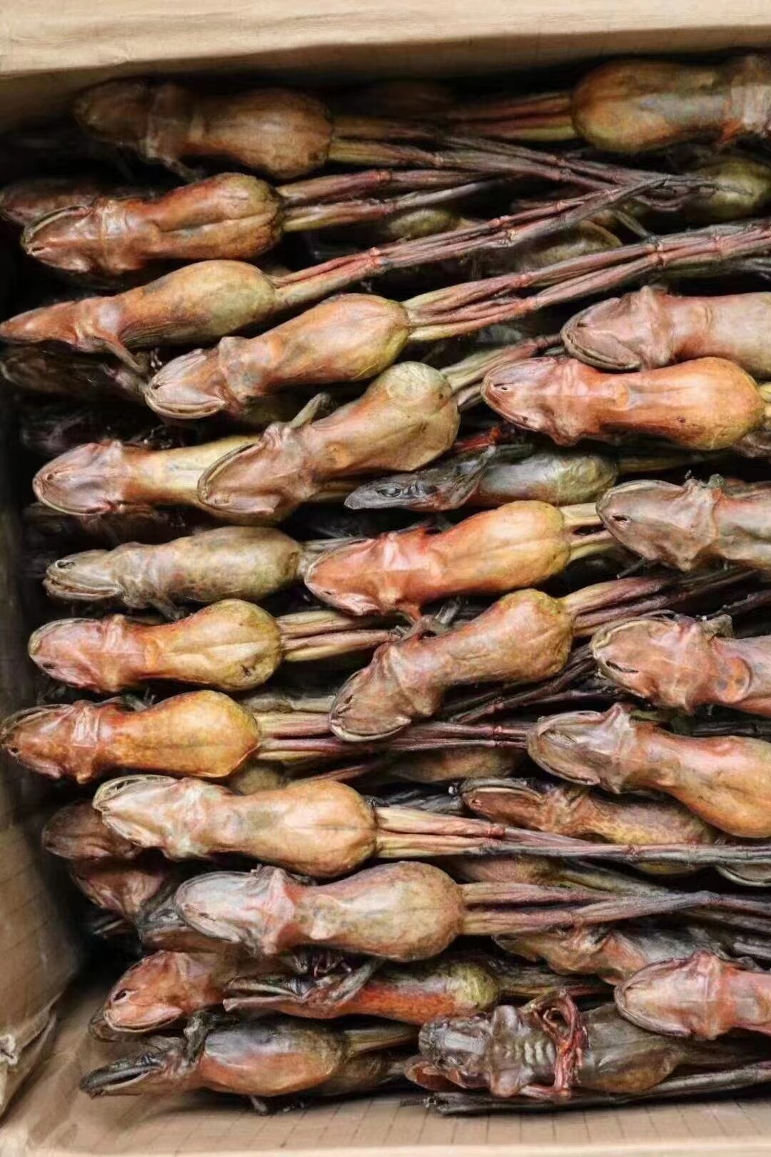 东北长白山雪蛤雪哈干货木瓜林蛙蛤蟆油润10只雪蛤干