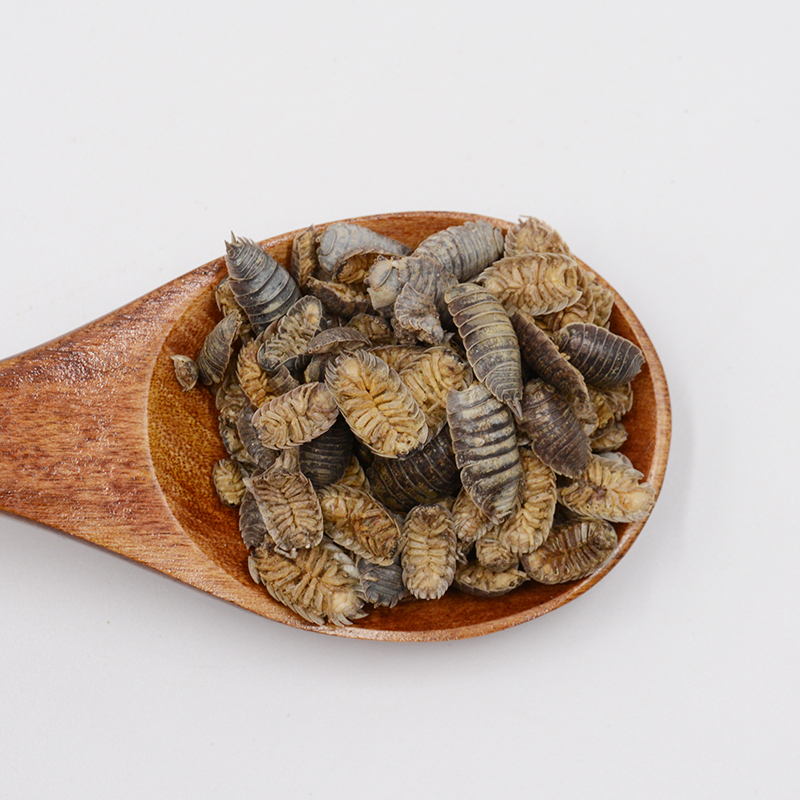 中药材独角仙锹甲甲虫昆虫5元一个,5个包邮