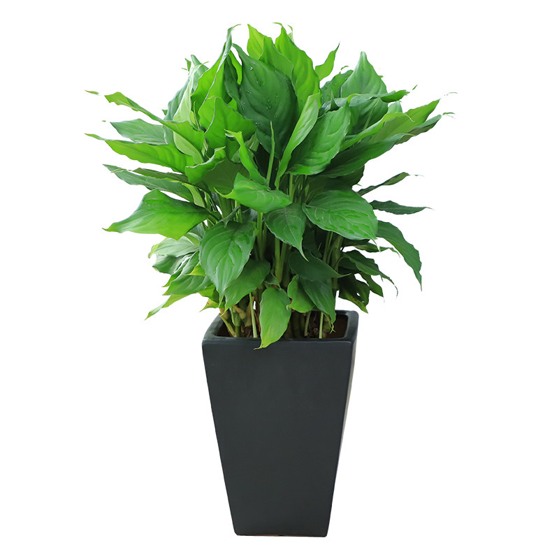 大叶广东万年青盆栽花卉甲醛净化空气新房绿植